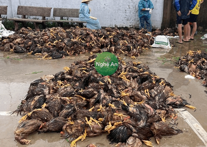 Clip ấm lòng: Trang trại gà Nghệ An chết 4000 con vì lũ lụt, cả xóm chung tay khắc phục