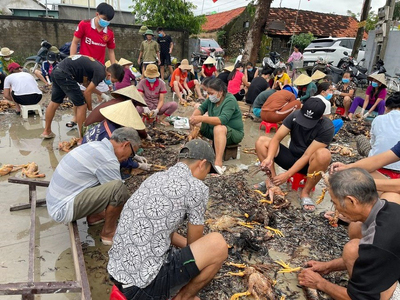 Hàng nghìn con gà bị chết do mưa lũ, cả làng kéo đến giúp chủ trang trại sơ chế