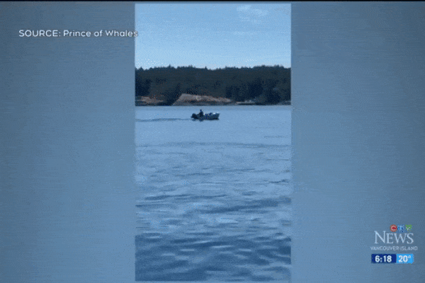 Chạy trốn cá voi, sư tử biển lao lên mặt nước phi trúng vào thuyền