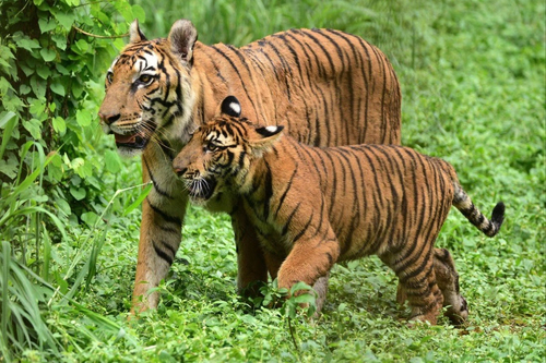 Hơn 200 người tham gia chiến dịch tiêu diệt con hổ ăn thịt 9 người