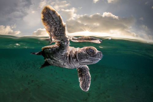 Ngắm nhìn những kiệt tác tuyệt đẹp đoạt giải trong cuộc thi ‘ảnh đại dương của năm’