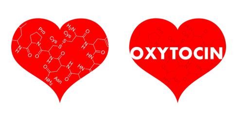 Thần kỳ: ‘Hormone tình yêu’ có thể giúp tái tạo tế bào cơ tim?
