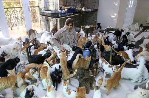 Người phụ nữ sống cùng 480 con mèo và 12 con chó