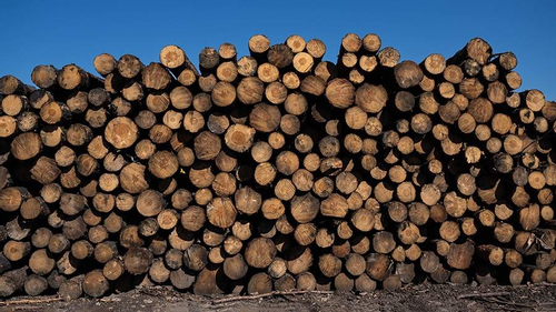 Tình trạng trộm cắp gỗ gia tăng ở Đức do giá năng lượng lên cao