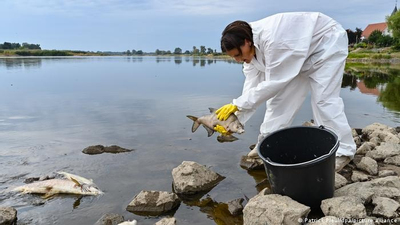 Cá chết hàng loạt ở sông Oder do tảo độc