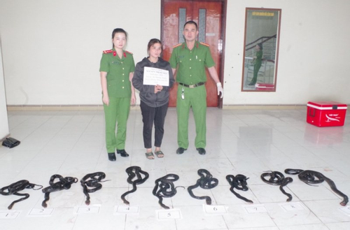 Hà Tĩnh: Chở thuê 9 cá thể rắn hổ mang chúa, người phụ nữ bị khởi tố