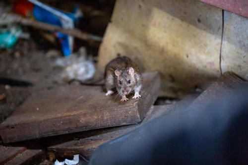 Các thành phố của Mỹ 'đau đầu' tuyên chiến với chuột