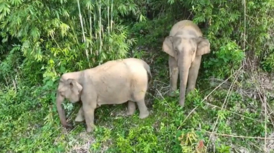Hai mẹ con voi rừng bất ngờ xuất hiện ở Nghệ An