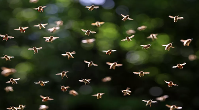 Bí ẩn về đàn ong mật có khả năng thay đổi thời tiết