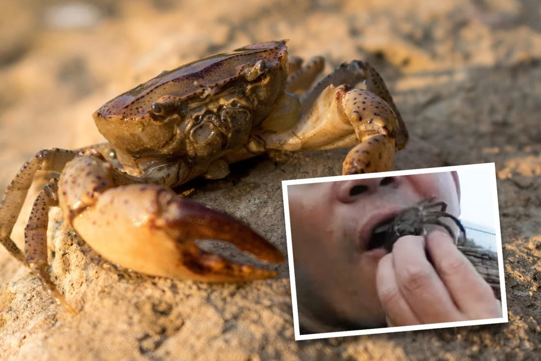 Người đàn ông nhập viện trong đau đớn sau khi nuốt cua sống để trả thù cho con