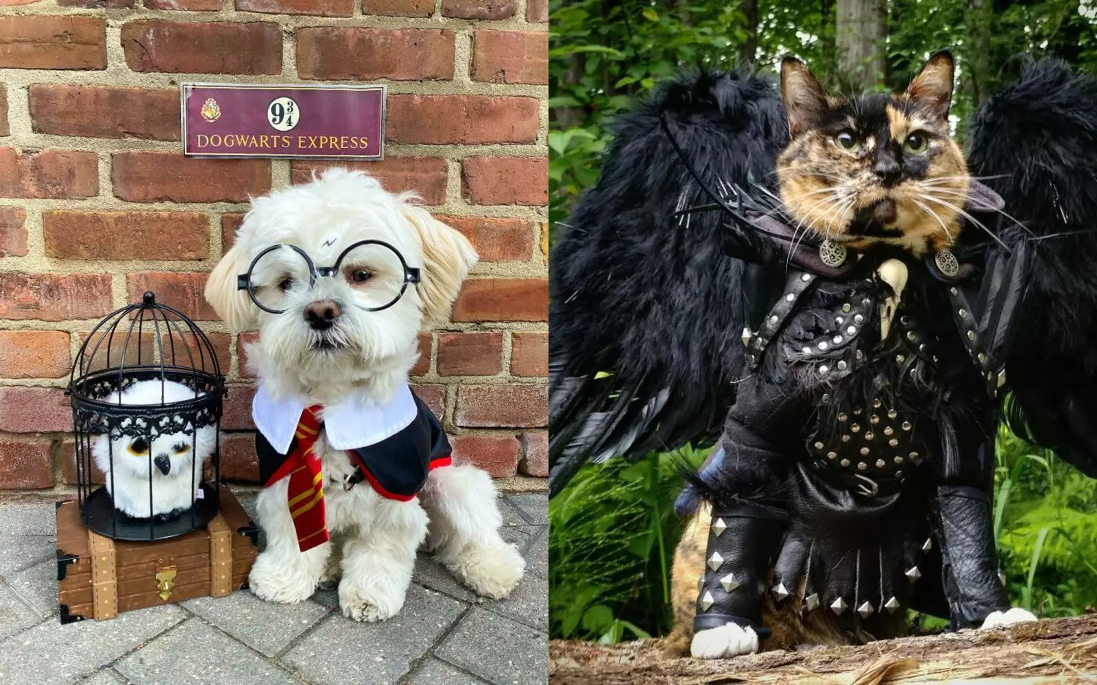 Những trang phục Halloween ‘siêu độc’ của thú cưng