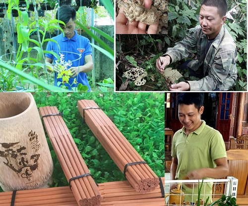 Kỹ sư người Mông trồng dược liệu ở núi cao, 9x người Thái sở hữu hàng trăm loại lan rừng