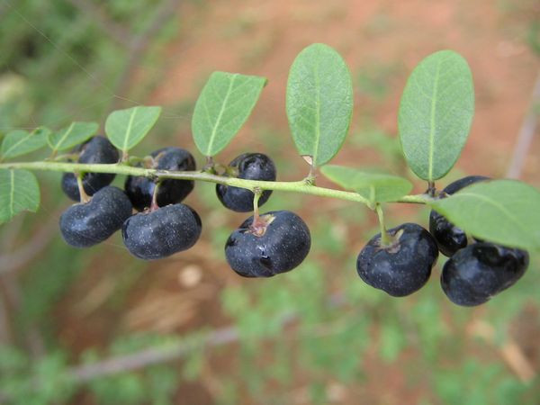 Loại cây thế hệ 7X mới biết, mọc dại ven đường có những công dụng chữa bệnh không thể ngờ