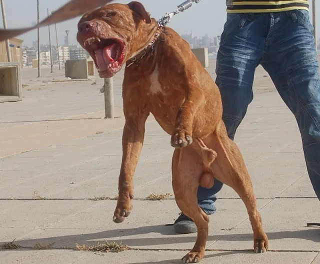 Bị đàn thú cưng dữ dằn của con trai tấn công, người cha già tử vong thương tâm