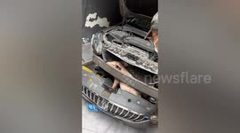 'Phì cười' chú lợn mắc kẹt vào chỗ khó ngờ sau cú đâm của chiếc ô tô