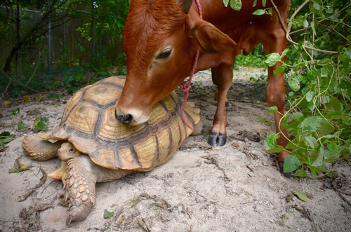Tình bạn đặc biệt giữa bò khuyết tật và rùa khổng lồ