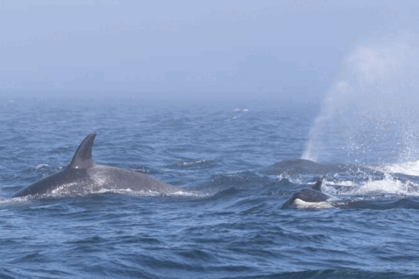 Cuộc chiến giữa cá voi lưng gù và cá voi sát thủ trên biển