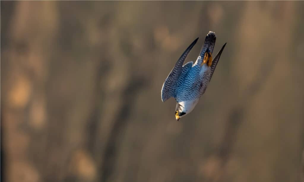'Choáng váng' với tốc độ của loài động vật bay nhanh nhất thế giới