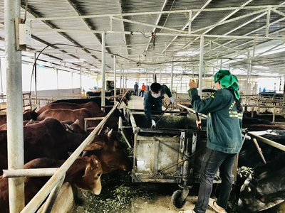 Anh nông dân Hà Giang nuôi bò theo qui mô trang trại thu lãi 900 triệu đồng/năm