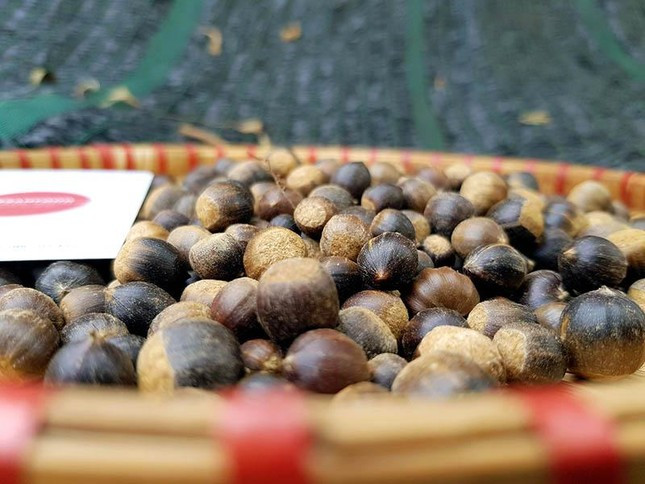 Hạt dẻ tí hon đắt khách đầu mùa ảnh 3