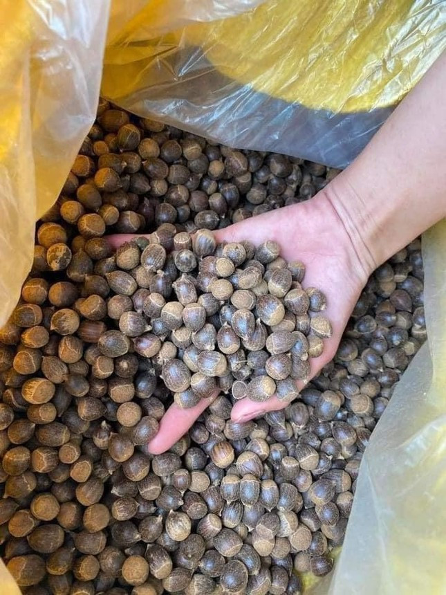 Hạt dẻ tí hon đắt khách đầu mùa ảnh 1