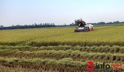 Huế: Sản xuất gạo hữu cơ theo chuỗi giá trị, liên kết tiêu thụ ‘xanh - sạch – an toàn’