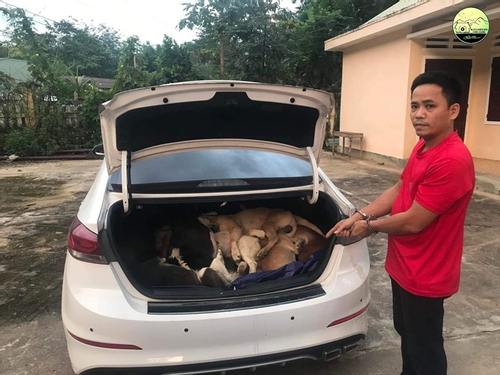Quảng Nam: Nhóm thanh niên lái ô tô đi trộm 38 con chó