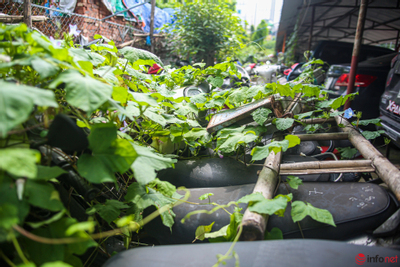 Hà Nội: Hàng nghìn chiếc xe vi phạm 'dãi nắng dầm mưa', cỏ dại dây leo phủ kín xe