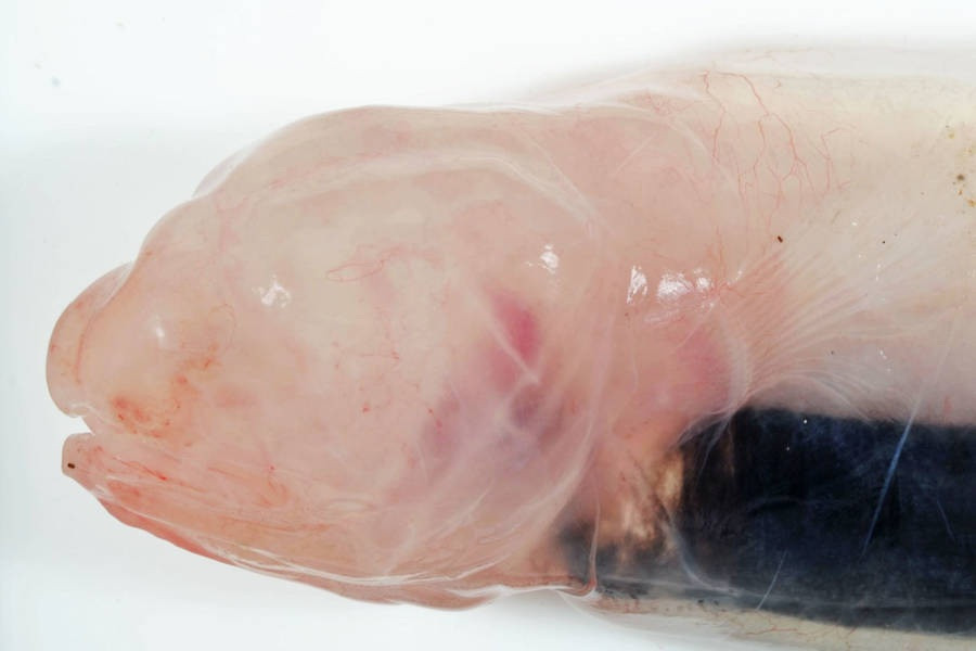 Lươn Mù không có vảy và chỉ có bộ xương bị vôi hóa một phần.