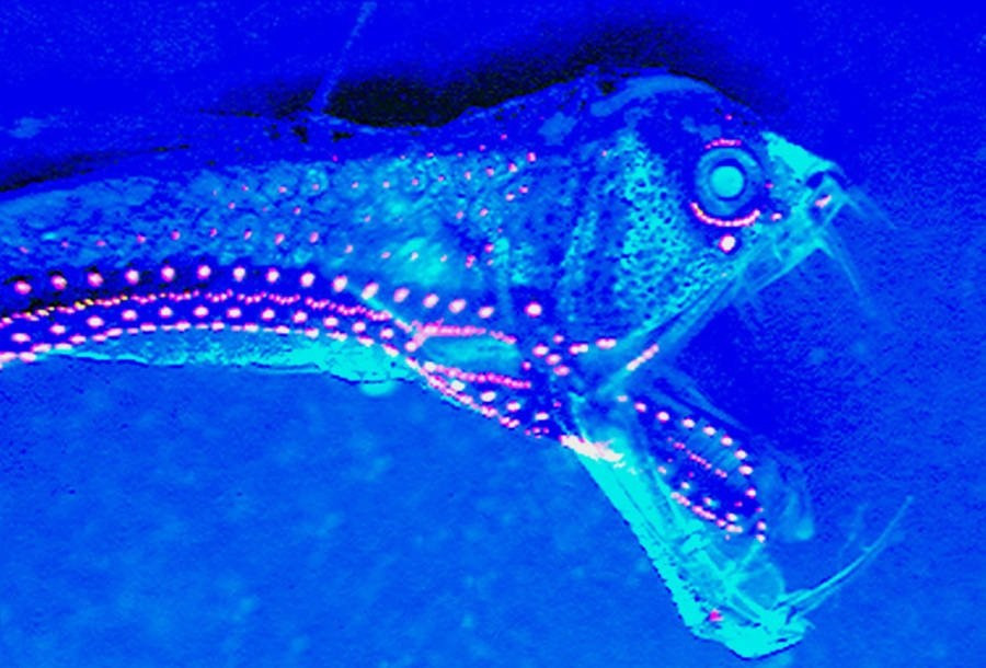 Cá viperfish phát sáng để dụ thức ăn vào miệng.
