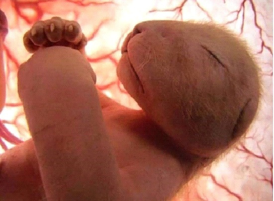 Những bức ảnh về sự vi diệu của phôi thai động vật trong bụng mẹ