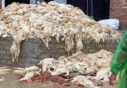 Thực hư thông tin 6 vạn con vịt bị chết do mưa lũ ở Nghệ An
