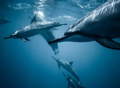 Cá voi xanh 'nhảy múa' theo tiếng gió thổi để tìm kiếm con mồi