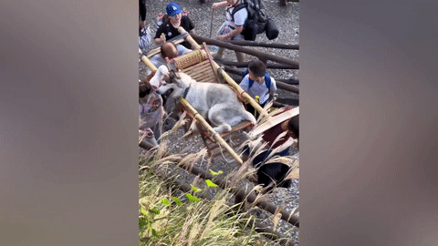 Sợ thú cưng mỏi chân, cô gái thuê người kiệu chó lên núi ngắm cảnh