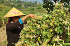 Liên kết sản xuất hợp tác xã giúp nông dân Hà Giang thoát nghèo