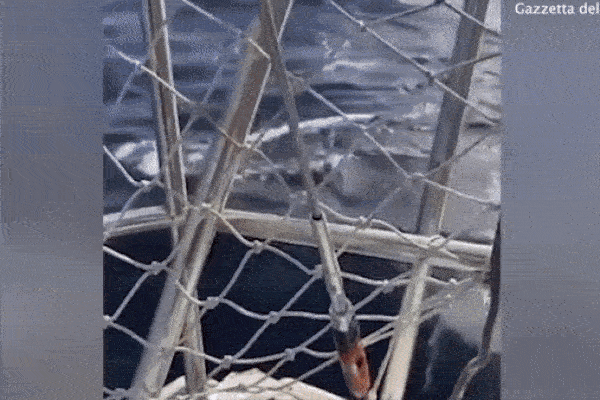 Đàn cá voi sát thủ bất ngờ lao lên khỏi mặt nước nhấn chìm con thuyền
