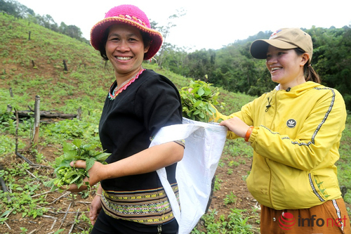 Hợp tác phát triển nông nghiệp bền vững cho các cộng đồng dân cư nông thôn tỉnh Đắk Lắk
