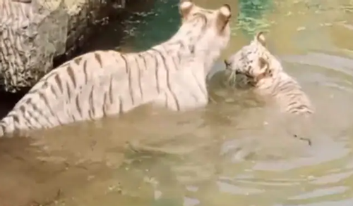 Đổ xô đi xem hổ trắng 2 tháng tuổi trong sở thú Ấn Độ
