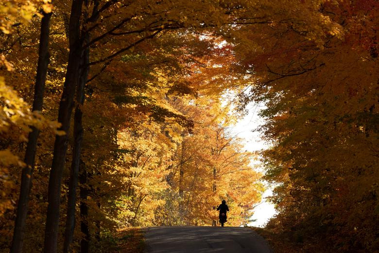 Một người lái xe mô tô dưới tán lá rụng đầy màu sắc trong Rừng Mahon, vùng Halton gần Campbellville, Ontario, Canada.