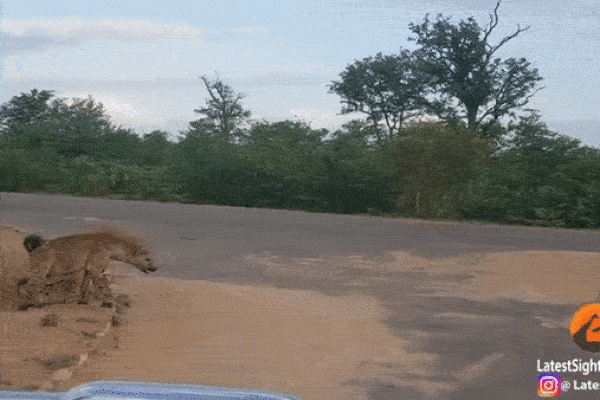 Cuộc chạm trán hiếm có giữu linh cẩu và bầy chó hoang