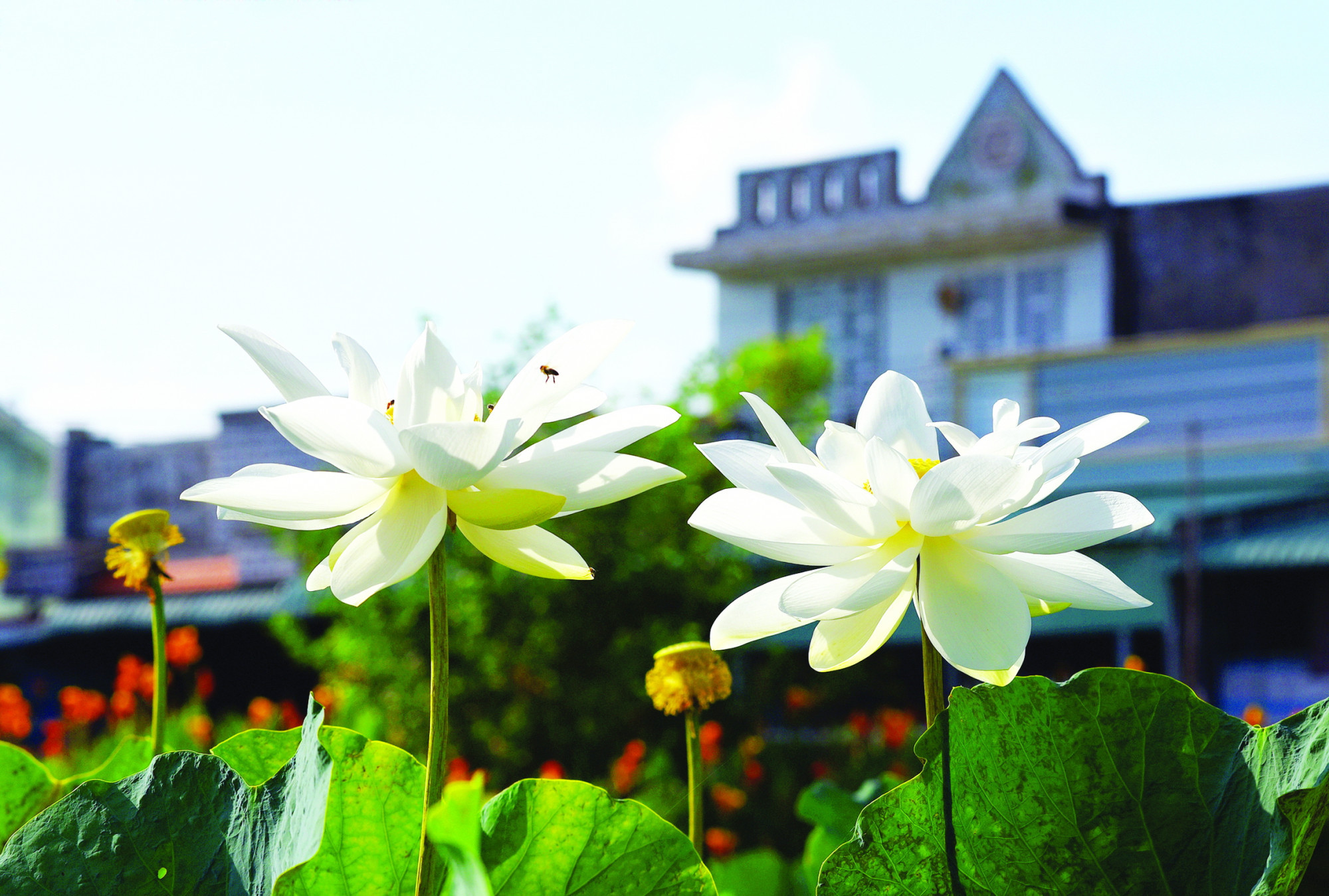 ẢNH: KHẮC HIẾU