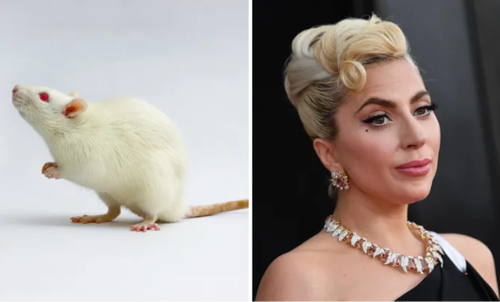 Chuột đu đưa theo nhịp điệu, mê nhạc Lady Gaga?