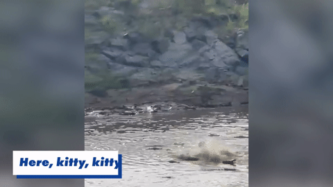 Bị bầy cá sấu đói bao vây trên sông, sư tử vùng thoát ngoạn mục