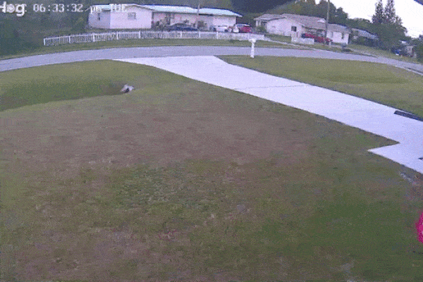 Khoảnh khắc kịch tính khi chú chó lao ra cứu em bé thoát khỏi cuộc tấn công ghê rợn