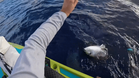Khoảnh khắc cá mập táo tợn cướp cá ngừ ngay trên tay ngư dân