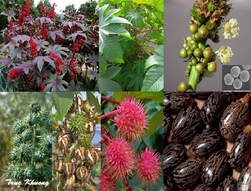 Cây 'có chất độc gấp 6.000 lần xyanua' có phải cây thầu dầu tía ở Việt Nam?