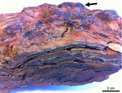 Hóa thạch ở Australia cho thấy bằng chứng lâu đời về sự sống trên Trái đất