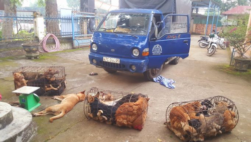 Lái xe ô tô đi trộm 28 con chó, bị công an kiểm tra, 2 đối tượng 'bỏ của chạy lấy người'