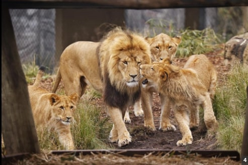 5 sư tử trốn khỏi sở thú Australia gây náo loạn