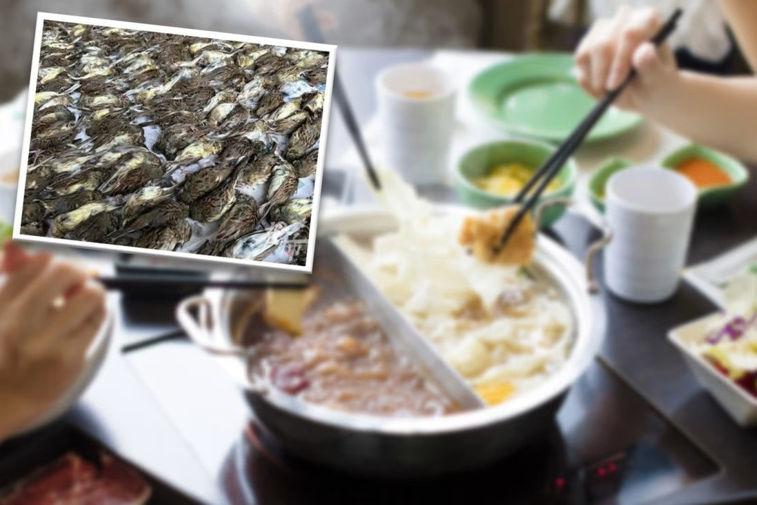 Đối tượng giết hại 1.000 con chim hoang dã để nấu lẩu đối mặt án tù 10 năm